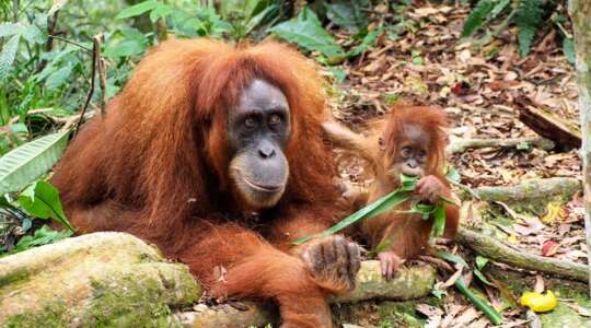 borneo holidays travel packages